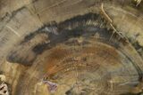 Polished Petrified Wood Log - Arizona #147928-2